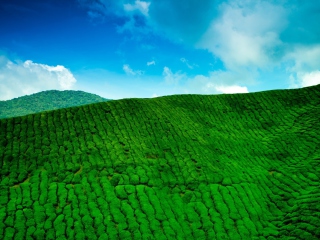 Tea Hills wallpaper 320x240