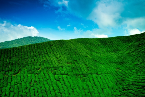 Tea Hills wallpaper 480x320