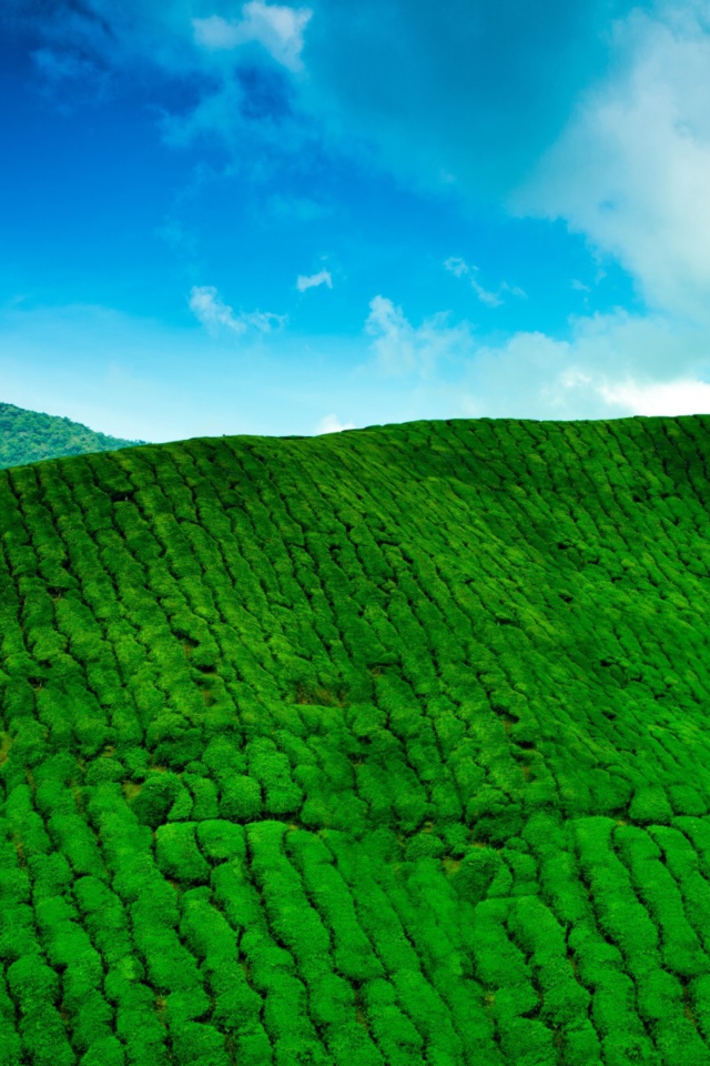Tea Hills wallpaper 640x960