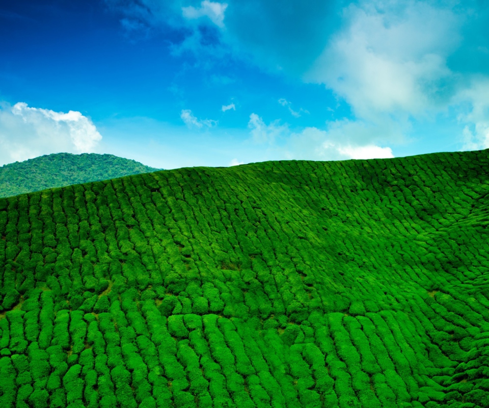 Tea Hills wallpaper 960x800