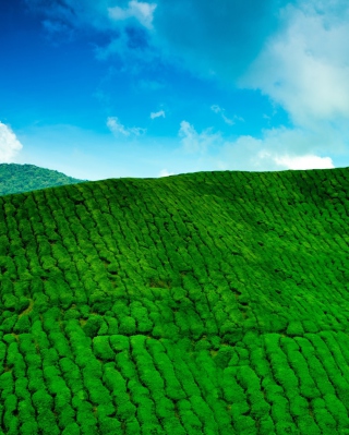 Kostenloses Tea Hills Wallpaper für Samsung Snap