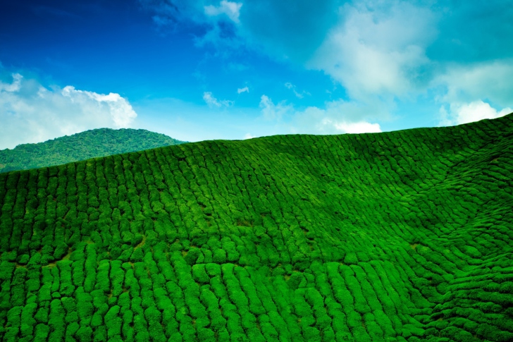 Tea Hills wallpaper