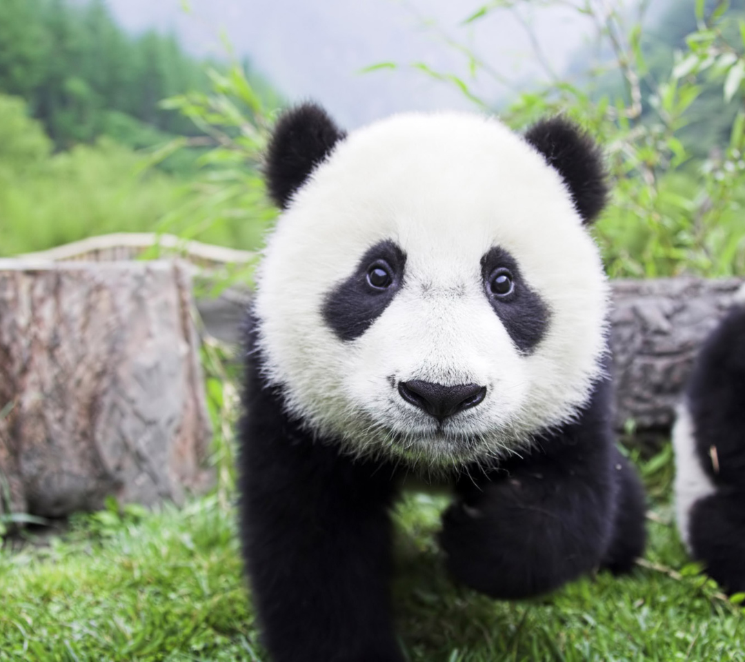 Sfondi Panda Baby 1080x960