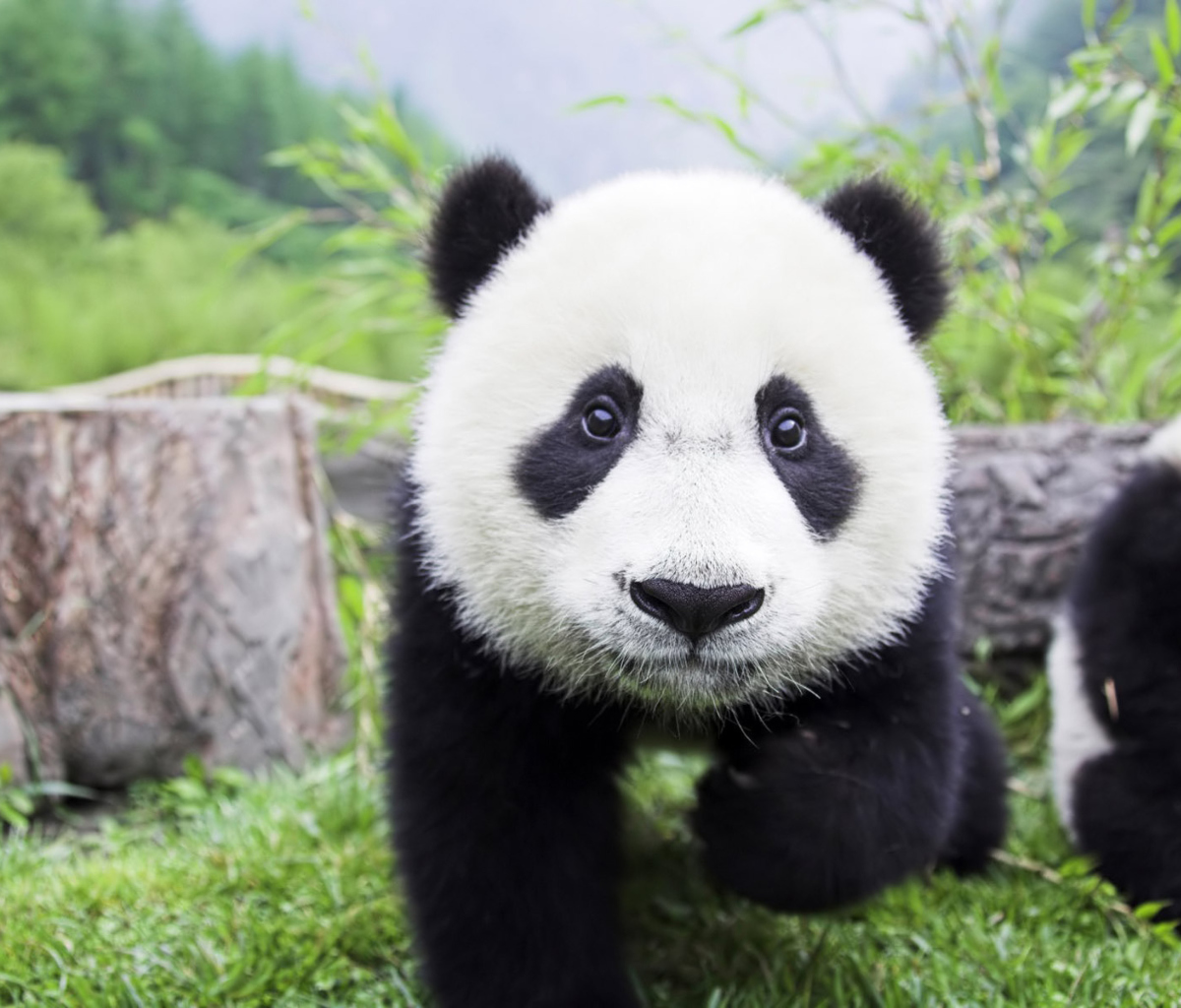 Обои Panda Baby 1200x1024