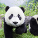 Обои Panda Baby 128x128