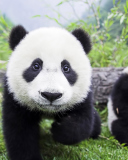 Sfondi Panda Baby 128x160