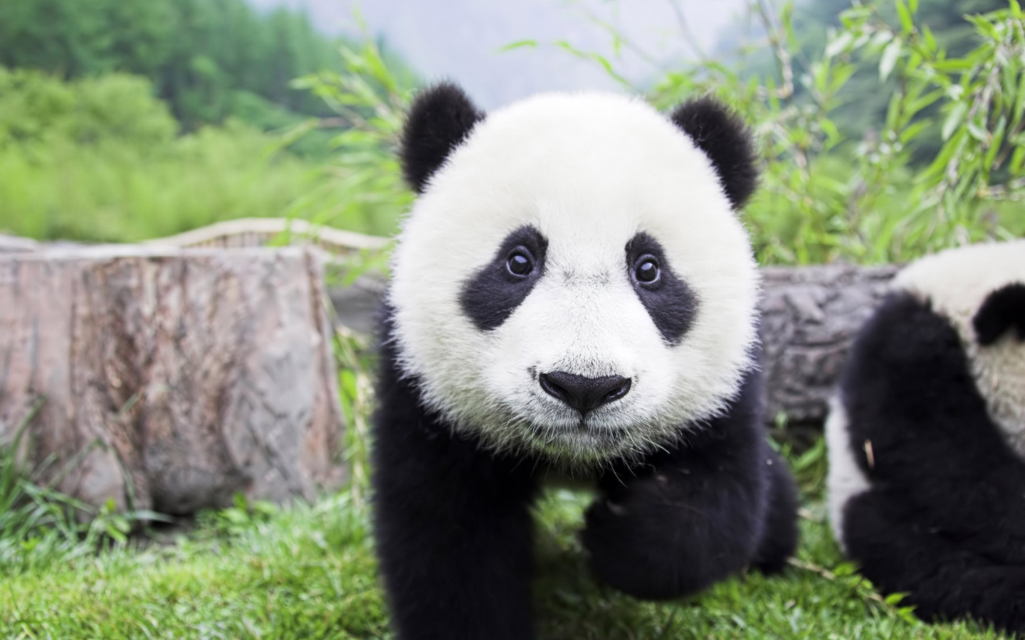 Screenshot №1 pro téma Panda Baby 1440x900
