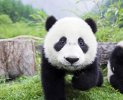 Das Panda Baby Wallpaper 176x144