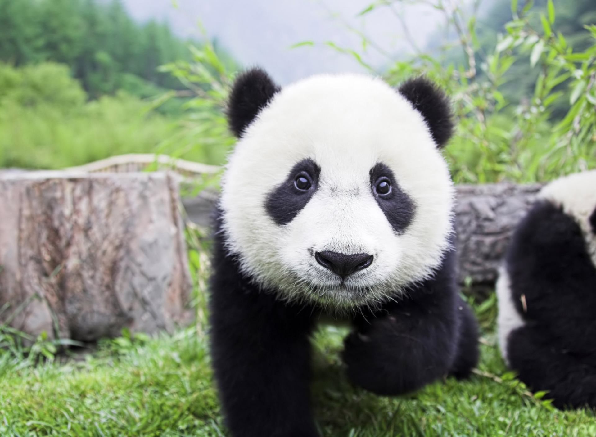 Fondo de pantalla Panda Baby 1920x1408