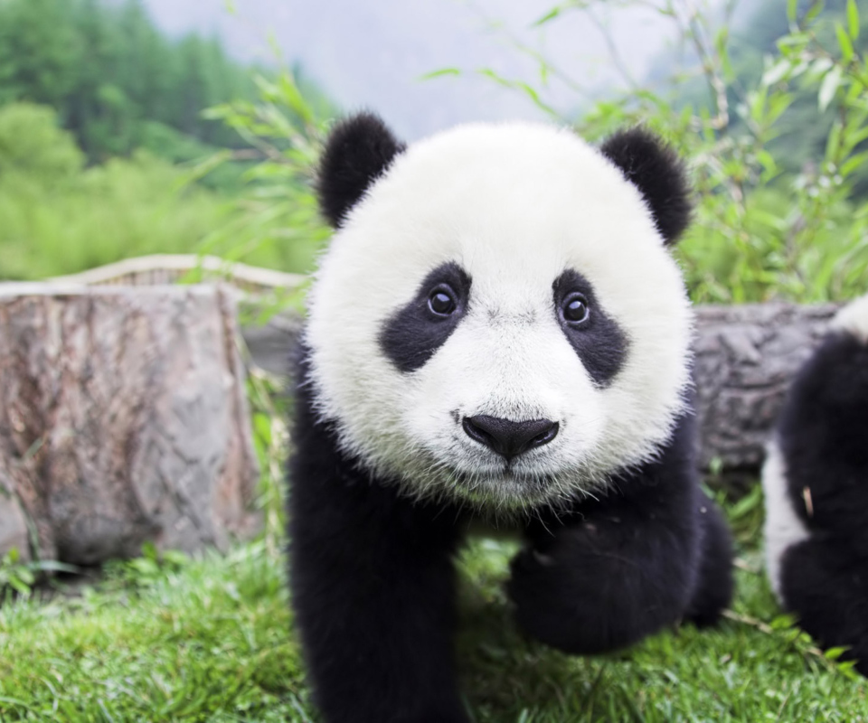 Sfondi Panda Baby 960x800