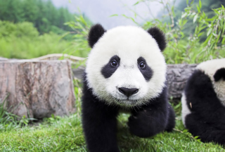 Panda Baby Background for Android, iPhone and iPad