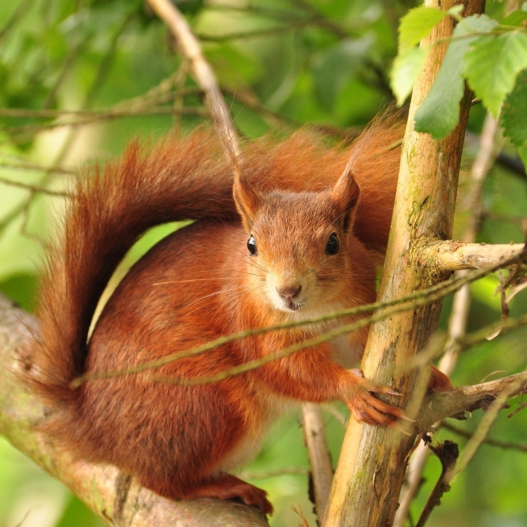 Fondo de pantalla Fluffy animal squirrel 1024x1024