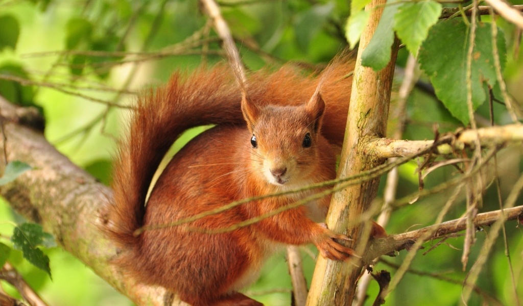 Das Fluffy animal squirrel Wallpaper 1024x600