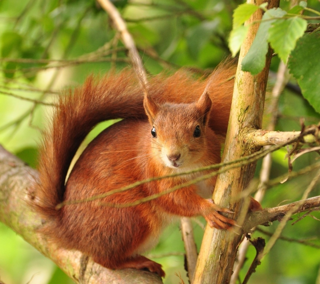 Fluffy animal squirrel wallpaper 1080x960