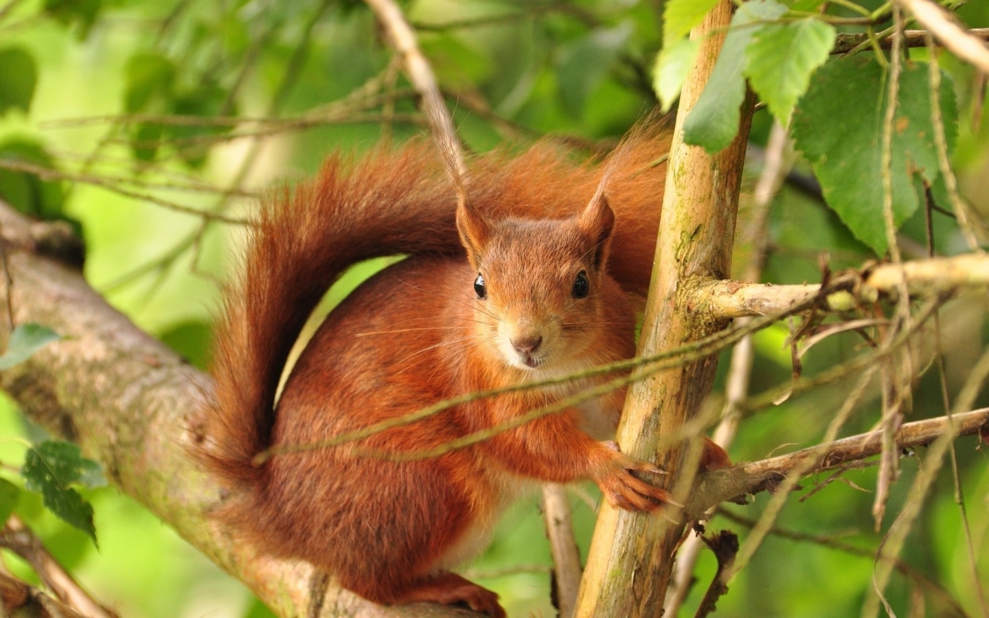 Fluffy animal squirrel screenshot #1 1440x900