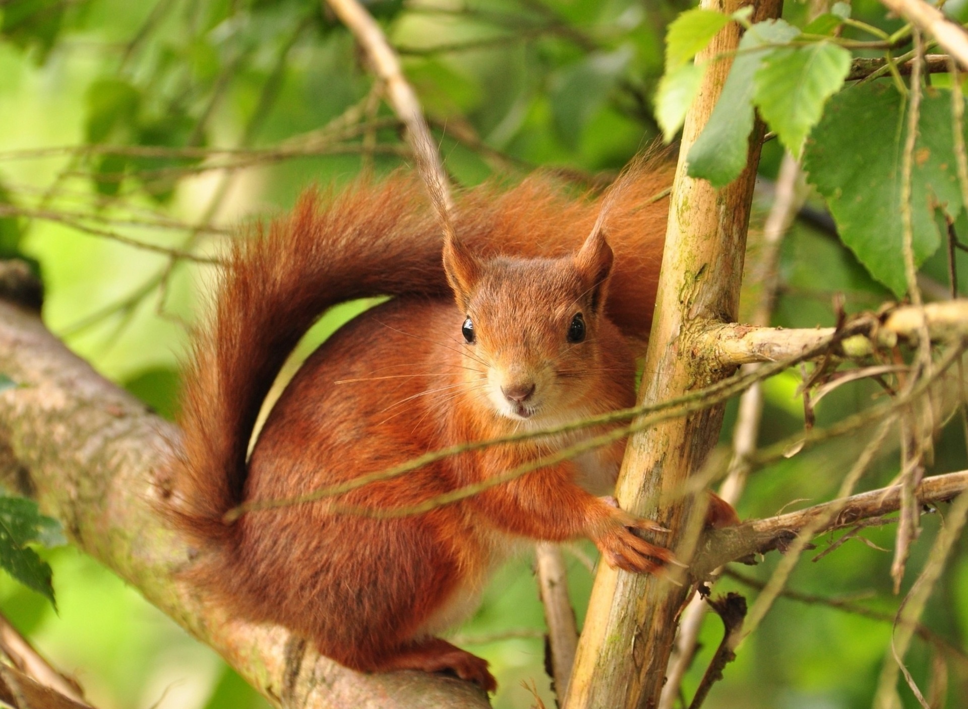 Обои Fluffy animal squirrel 1920x1408