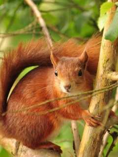 Fondo de pantalla Fluffy animal squirrel 240x320