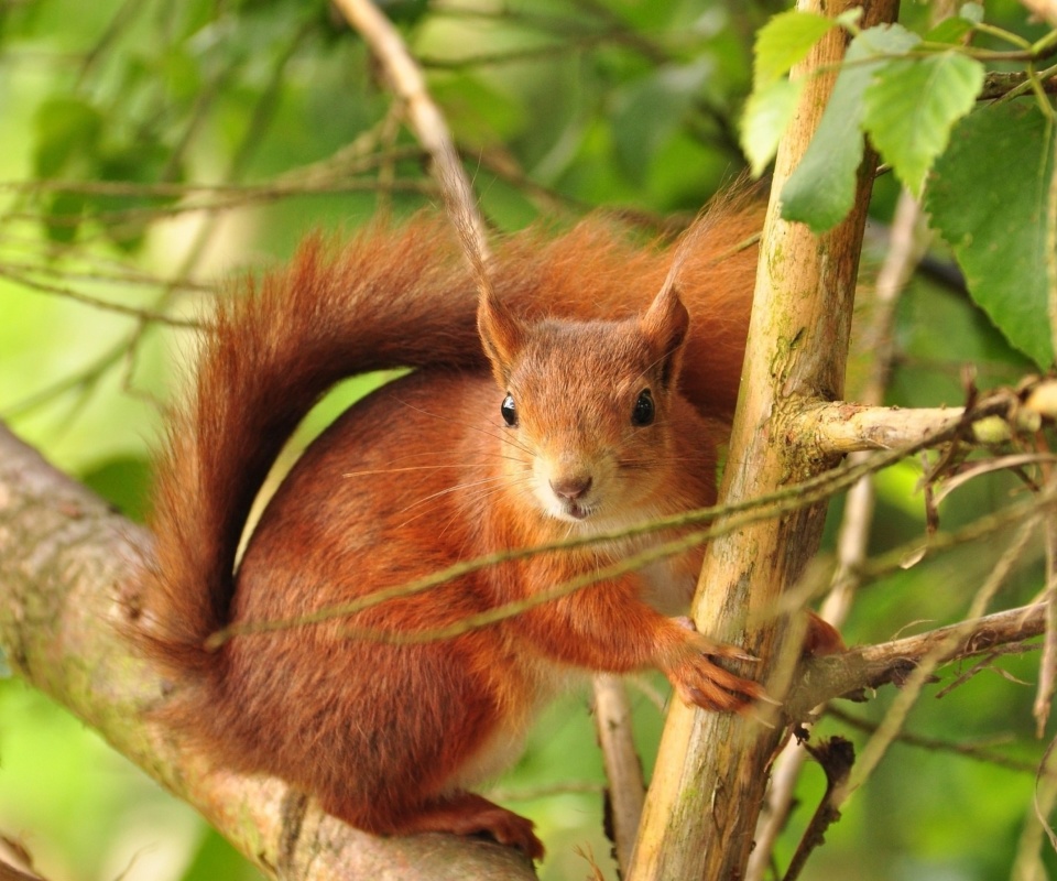 Fondo de pantalla Fluffy animal squirrel 960x800