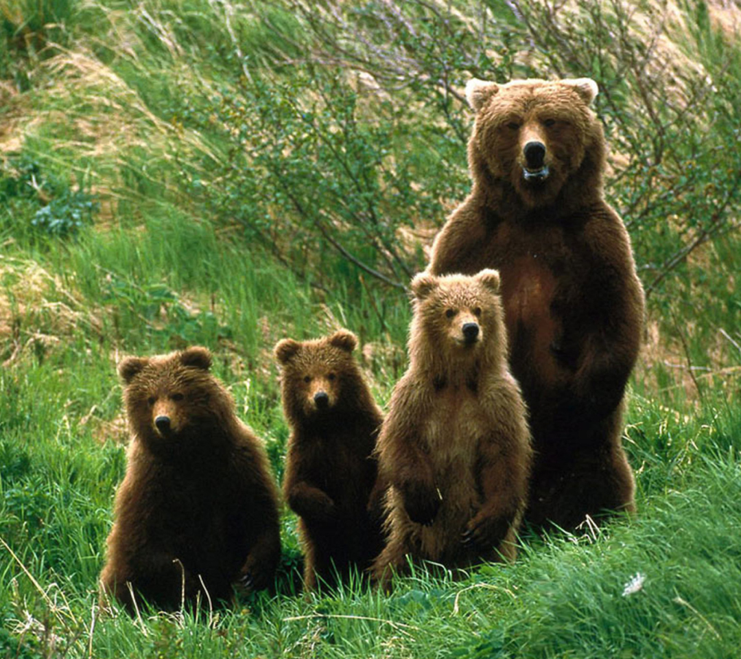 Обои Bears Family 1080x960