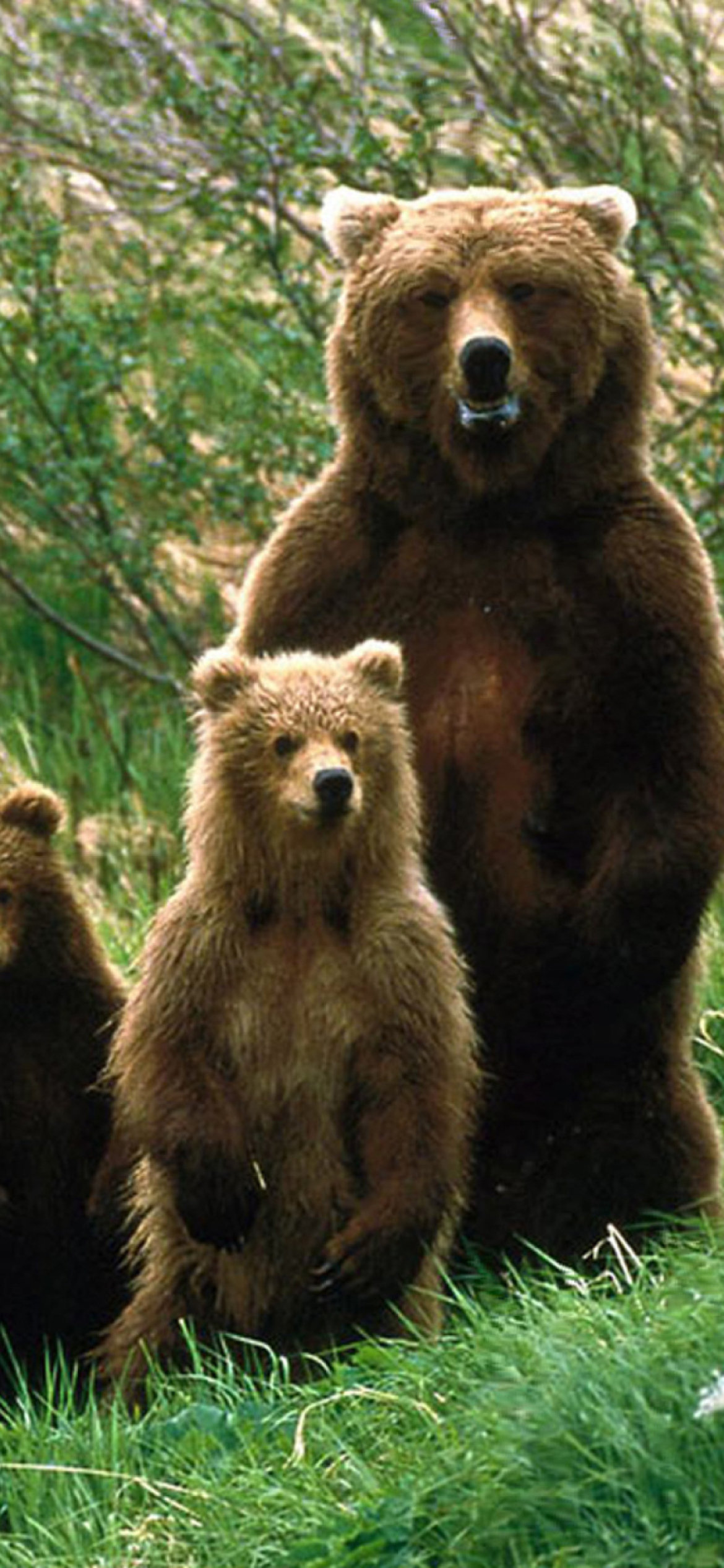 Das Bears Family Wallpaper 1170x2532
