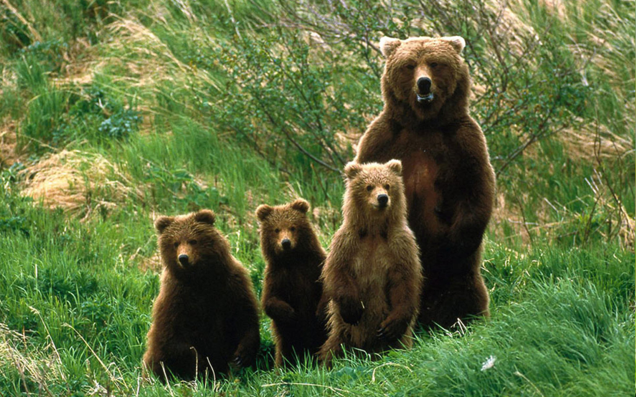 Bears Family wallpaper 1280x800
