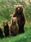 Screenshot №1 pro téma Bears Family 132x176