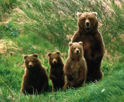 Das Bears Family Wallpaper 176x144