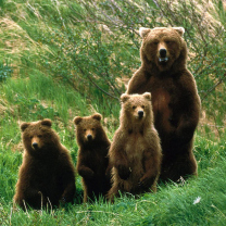Fondo de pantalla Bears Family 208x208