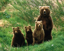 Das Bears Family Wallpaper 220x176