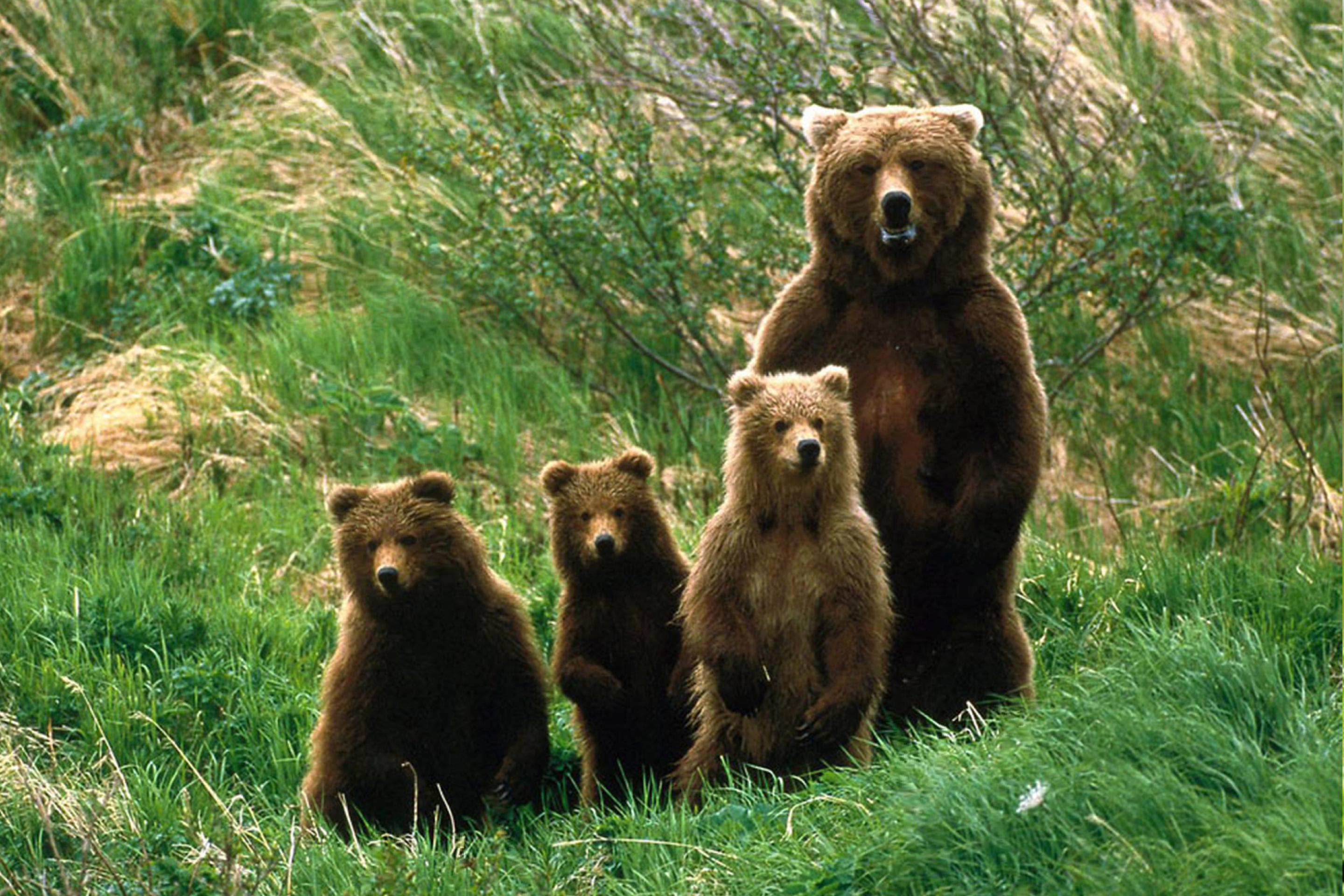 Беловежская пуща медведи. Медведица с медвежатами. Природа и животные. Четыре медведя.