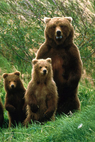 Fondo de pantalla Bears Family 320x480
