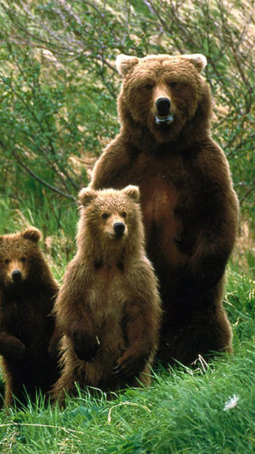 Обои Bears Family 360x640