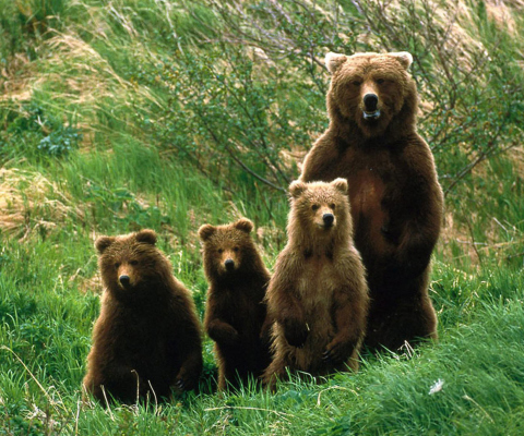 Das Bears Family Wallpaper 480x400