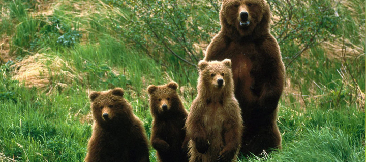 Das Bears Family Wallpaper 720x320