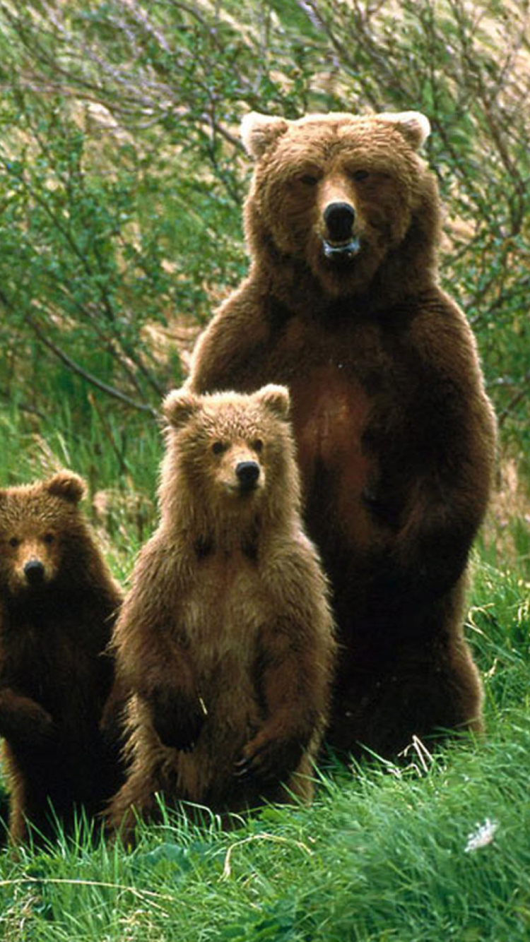 Bears Family wallpaper 750x1334