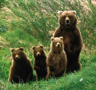 Bears Family - Obrázkek zdarma pro 1024x1024