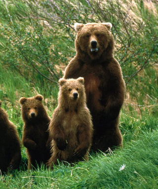 Bears Family - Obrázkek zdarma pro 128x160