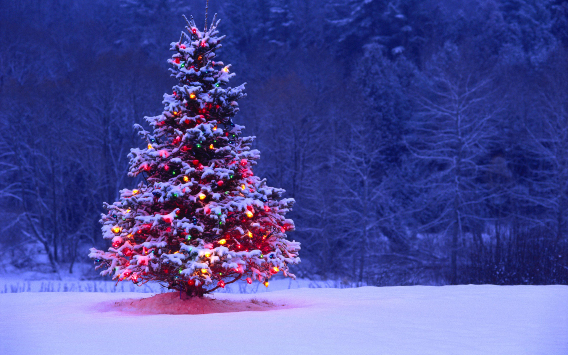 Illumninated Christmas Tree wallpaper 1920x1200