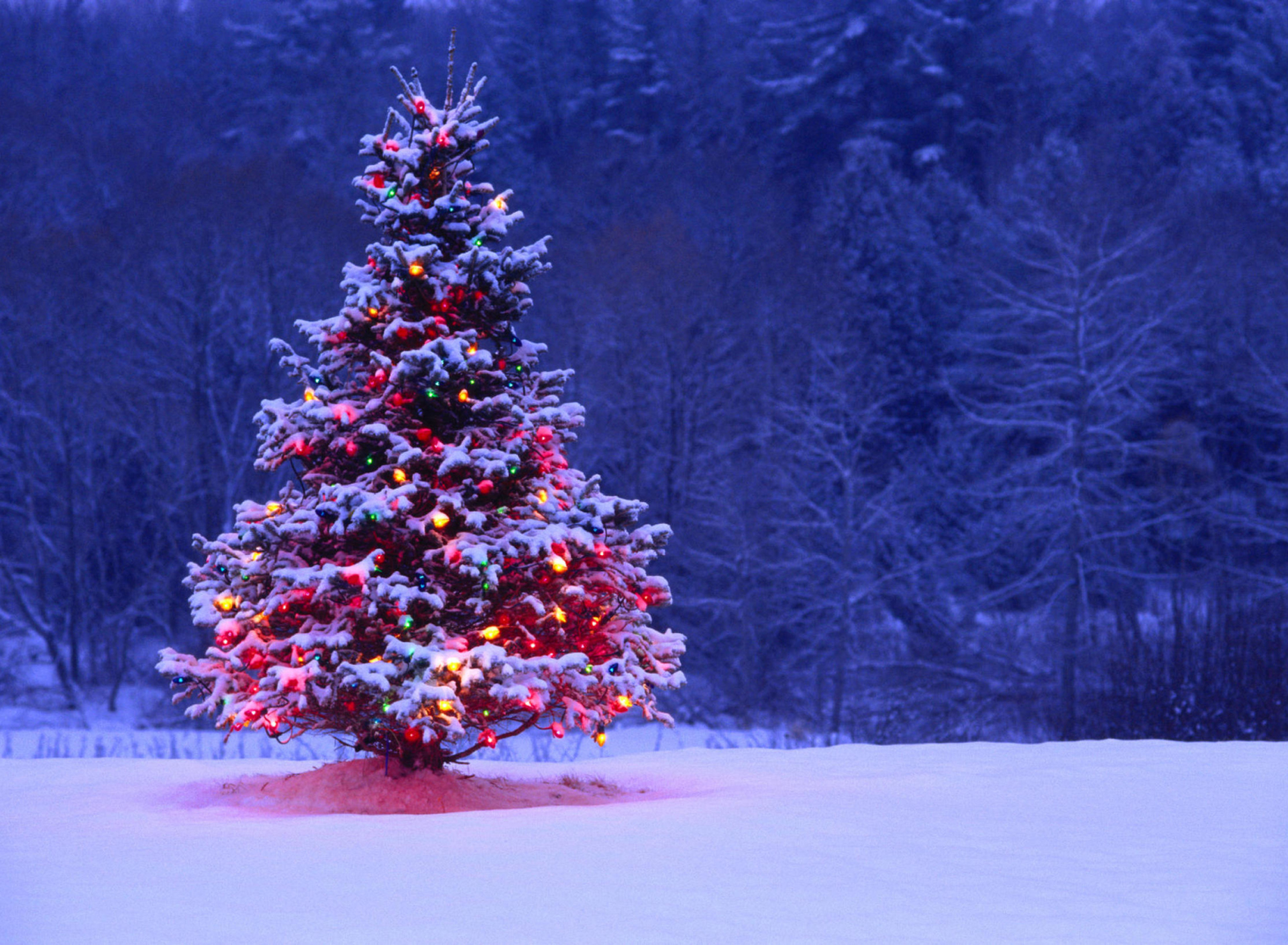 Illumninated Christmas Tree wallpaper 1920x1408