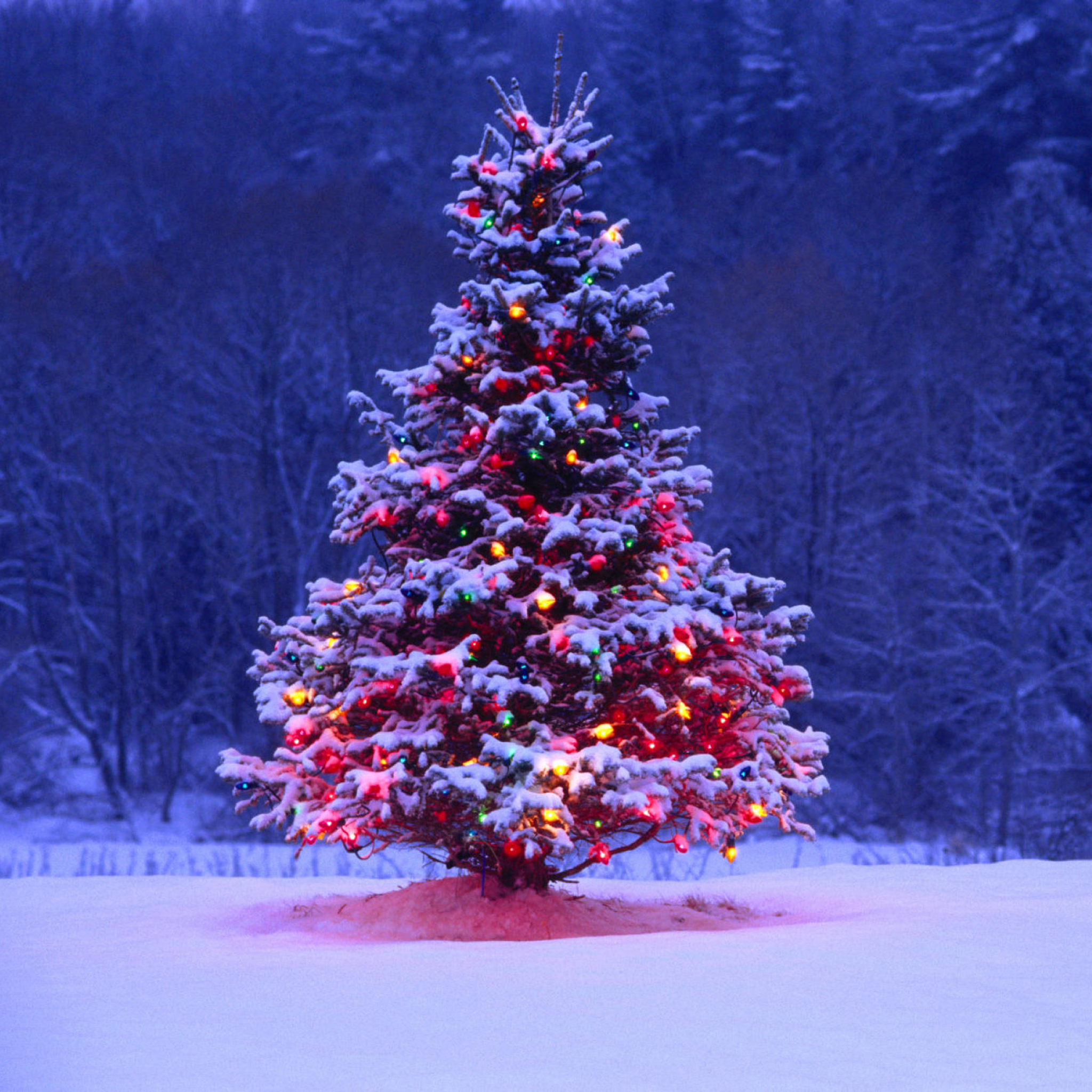 Illumninated Christmas Tree wallpaper 2048x2048