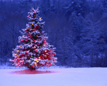 Sfondi Illumninated Christmas Tree 220x176