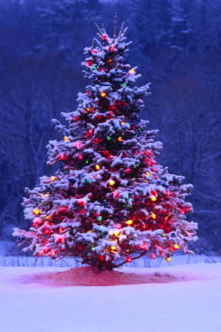 Sfondi Illumninated Christmas Tree 320x480