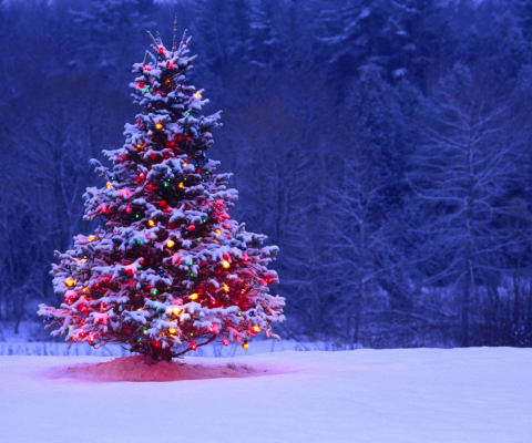 Fondo de pantalla Illumninated Christmas Tree 480x400