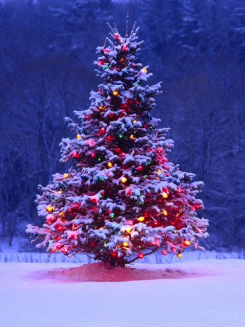 Обои Illumninated Christmas Tree 480x640