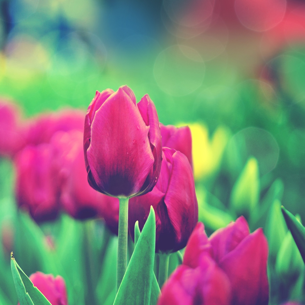 Bright Pink Tulips In Garden wallpaper 1024x1024