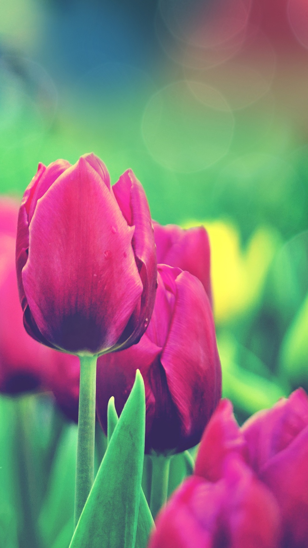 Обои Bright Pink Tulips In Garden 1080x1920