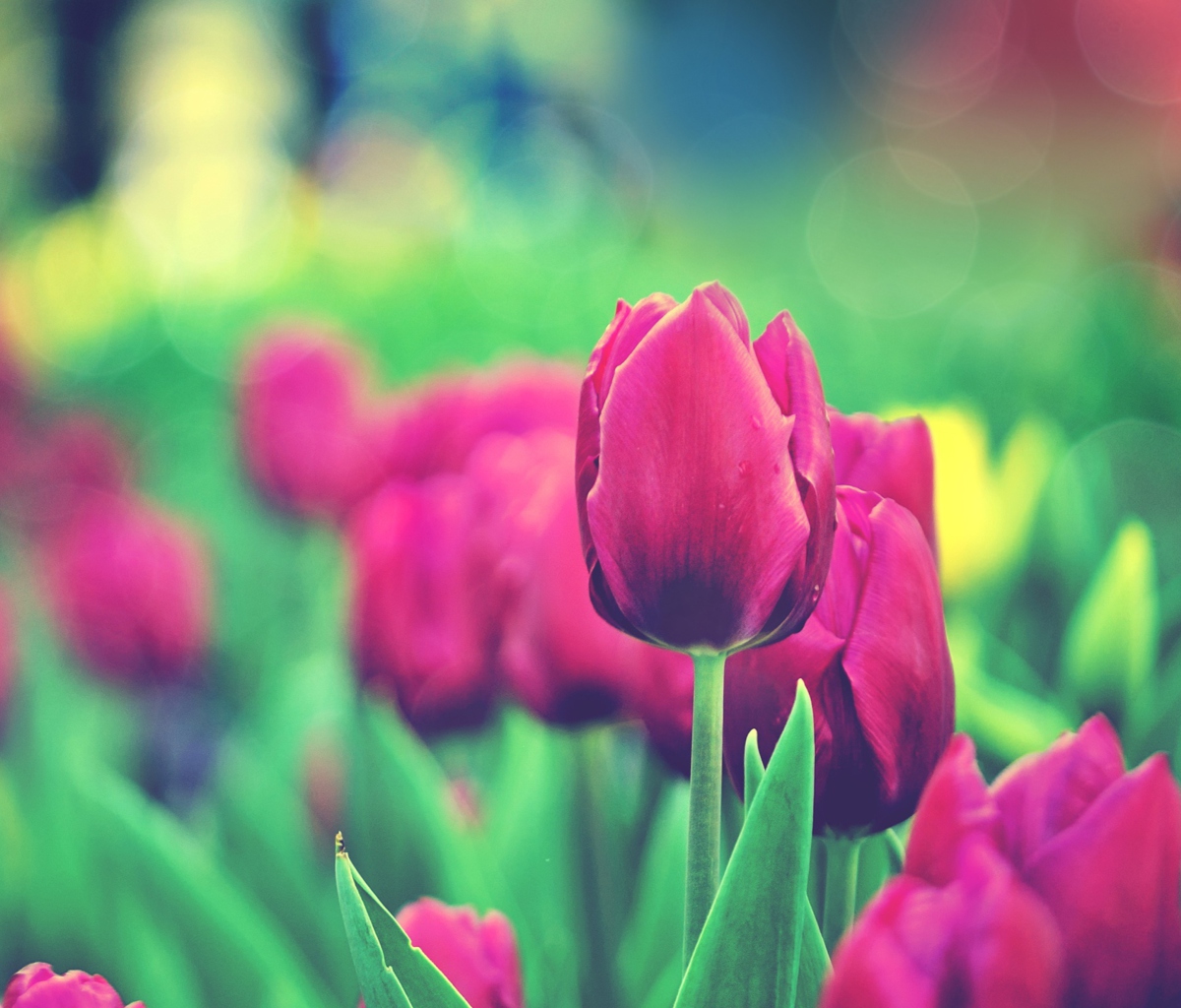 Das Bright Pink Tulips In Garden Wallpaper 1200x1024