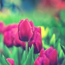 Das Bright Pink Tulips In Garden Wallpaper 128x128