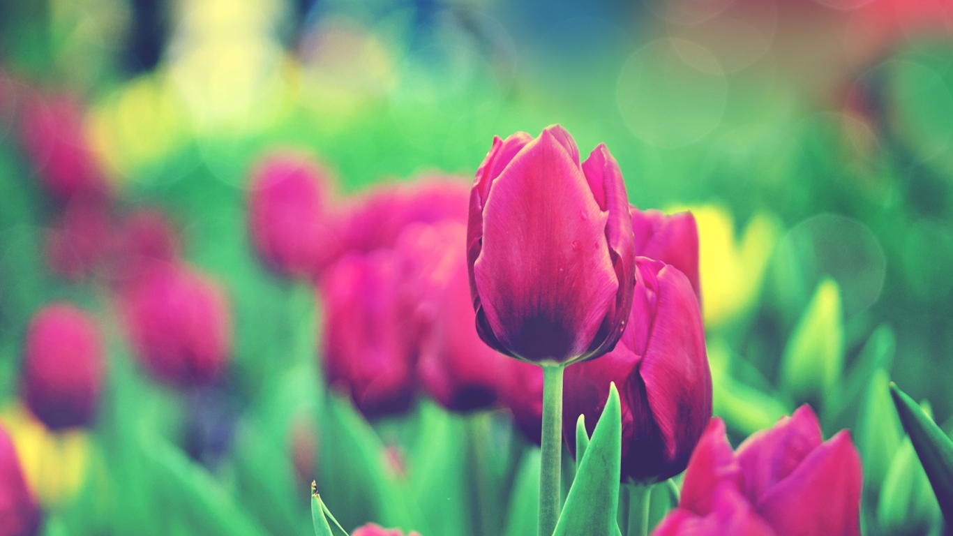 Fondo de pantalla Bright Pink Tulips In Garden 1366x768