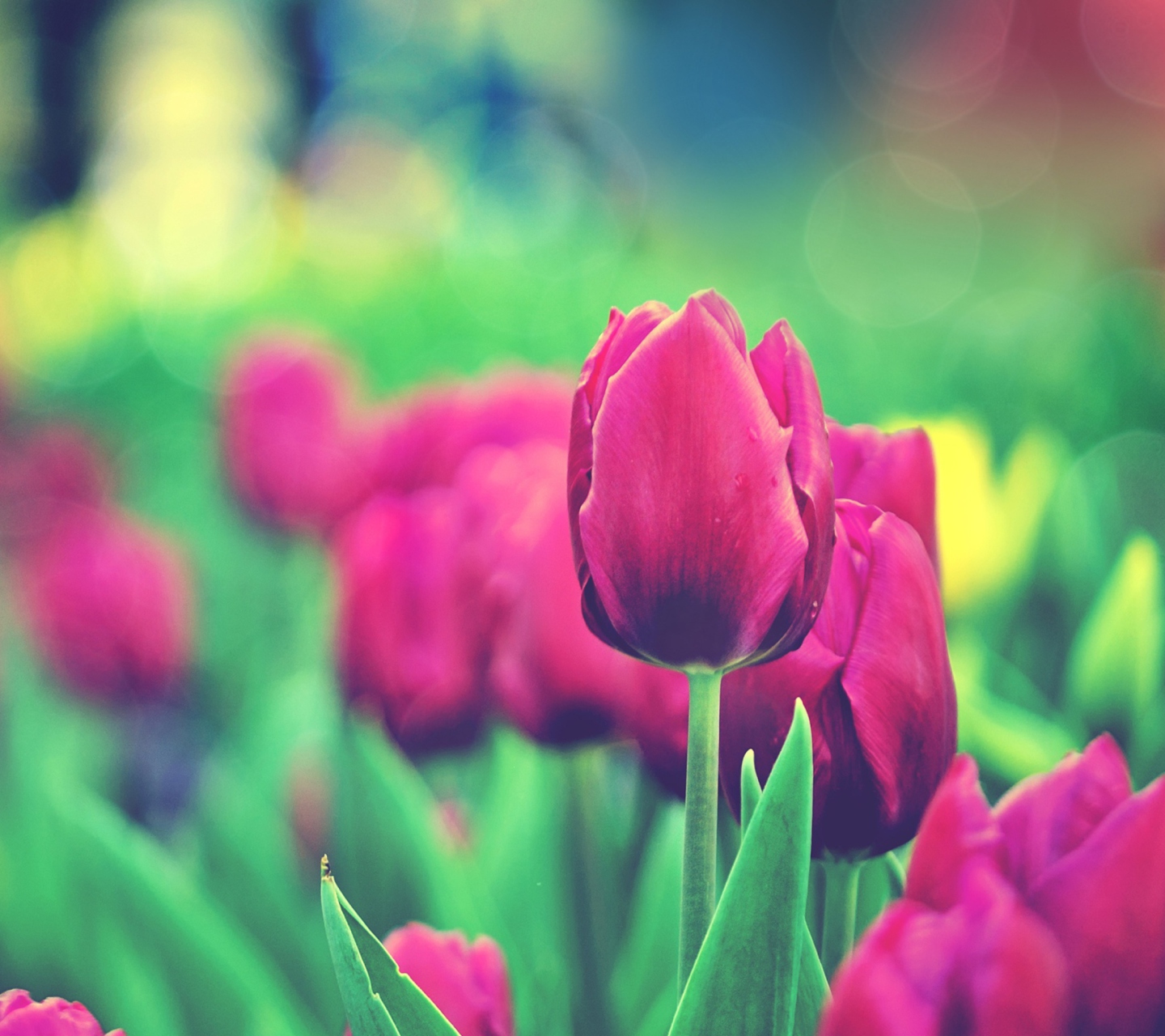 Обои Bright Pink Tulips In Garden 1440x1280